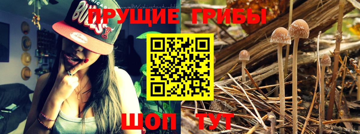 Нижнекамск  Галлюциногенные грибы Psilocybe  Вход с VPN  Галлюциногенные грибы GOLDEN TEACHER 